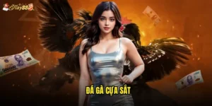 Đá Gà Cựa Sắt