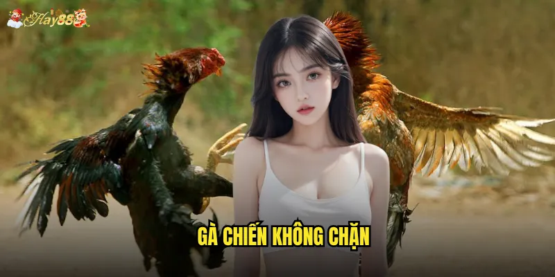 Gà Chiến Không Chặn