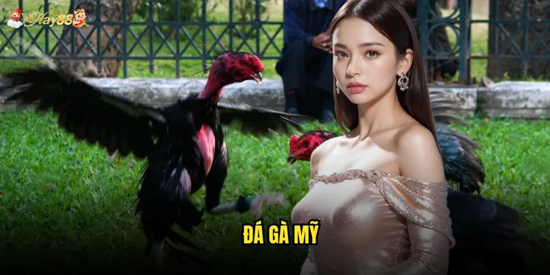 Đá gà mỹ